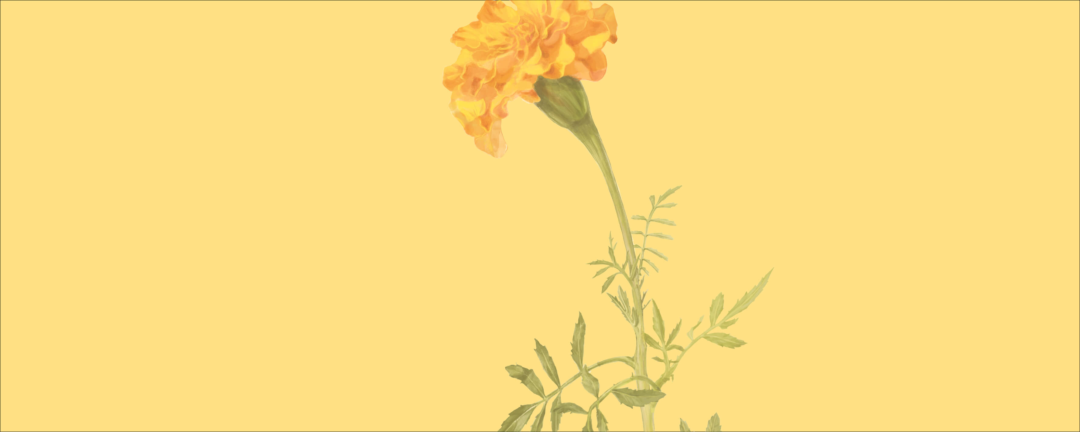 NUTREXIN Augen Aktiv