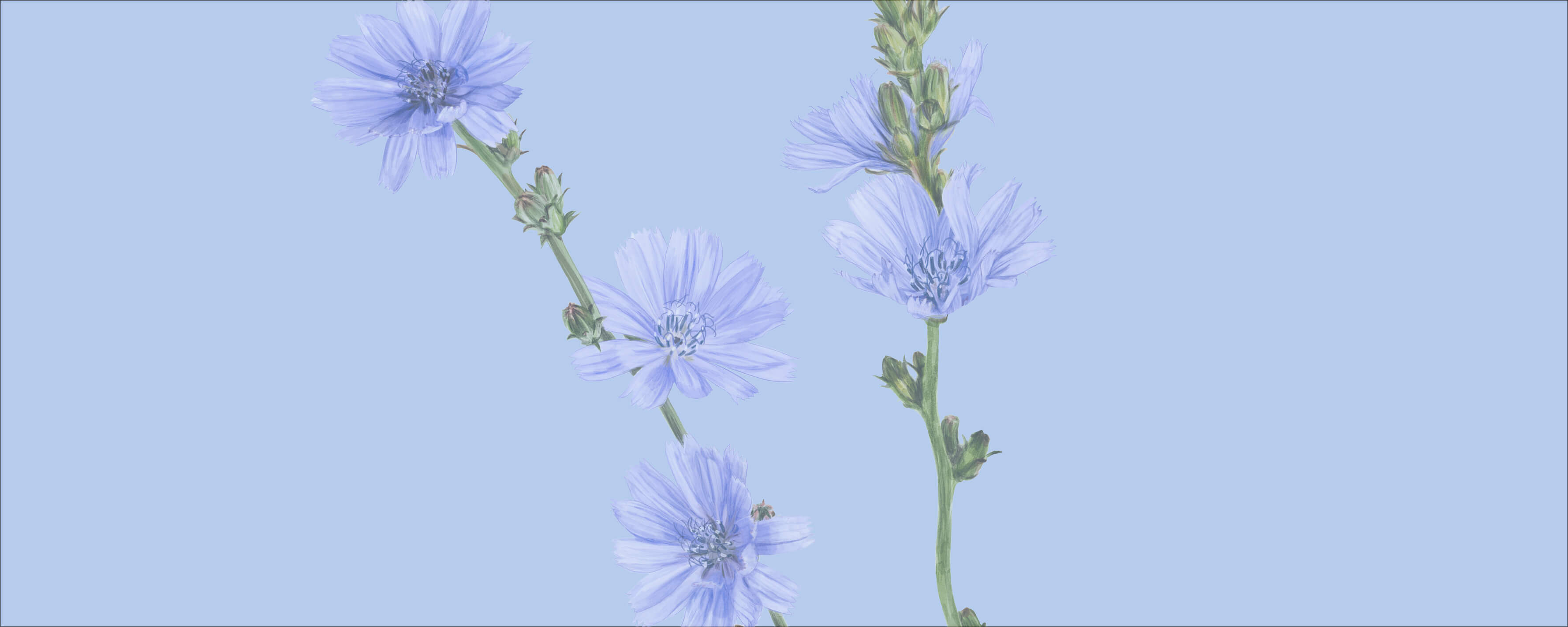 NUTREXIN Basen Aktiv Pulver