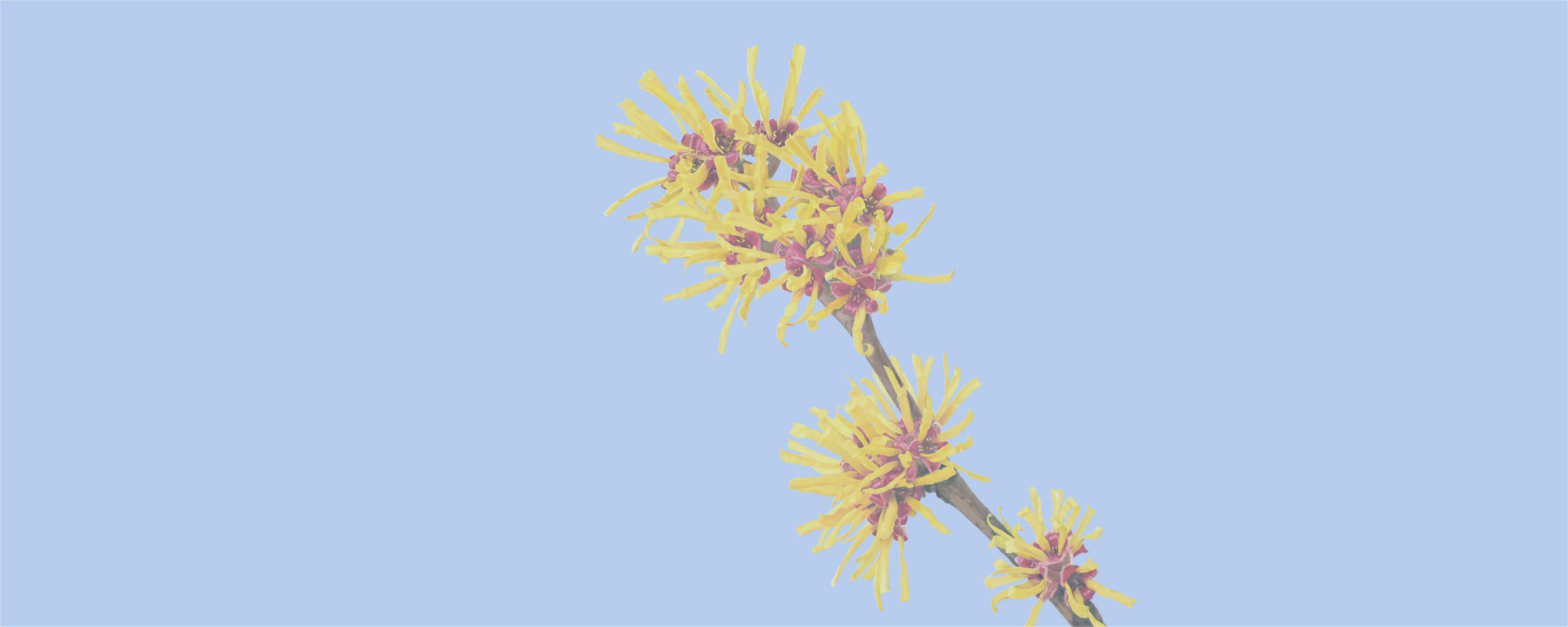 NUTREXIN Basenbad Original