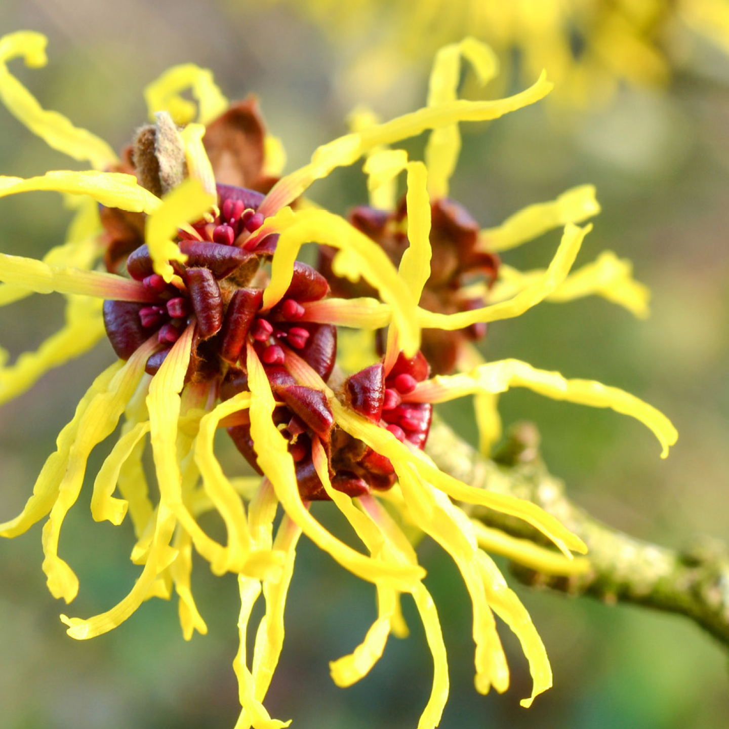 Sicherer Schutz ohne Aluminium und Hautreizungen