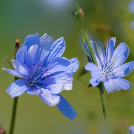 Stabile Gesundheit durch Balance im Säure-Basen-Haushalt